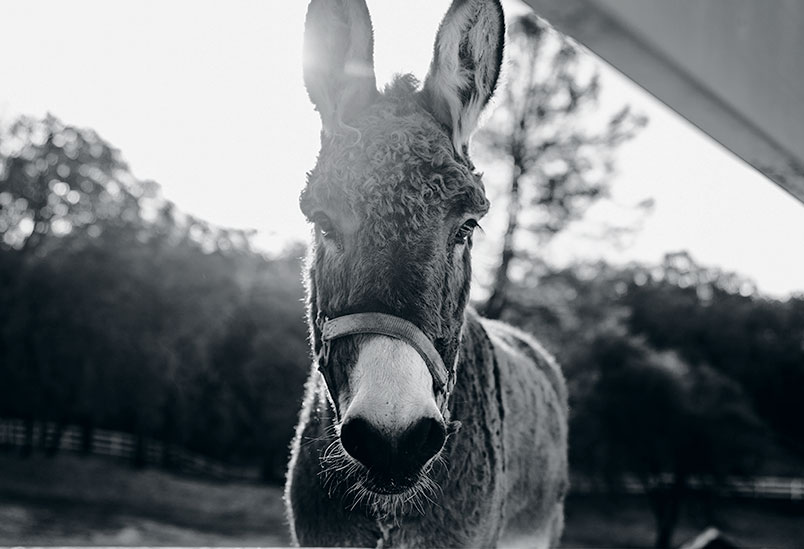 A photo of a mule