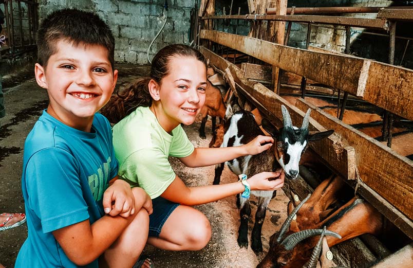 A boy and a girl petting goats in barn stalls 
