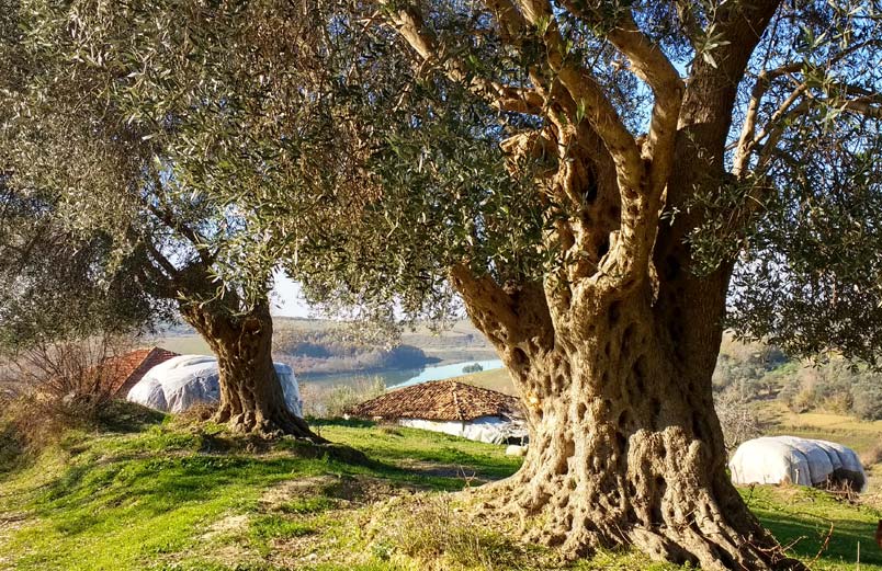 A tree in an Albanian landscape 