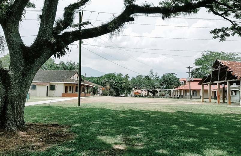 A large shade tree in the foreground with multiple buildings across a lawn.