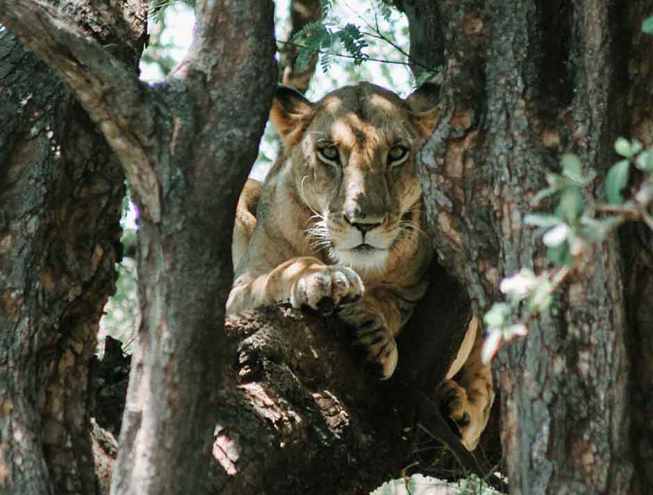 A lioness in a tree