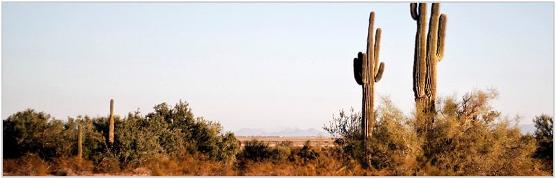 Rugged desert landscape with cactus